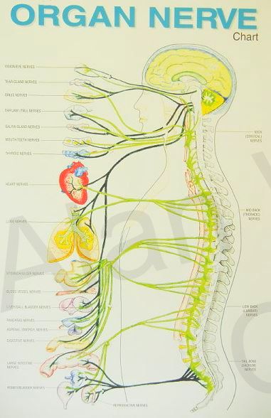 Spine Organ Chart